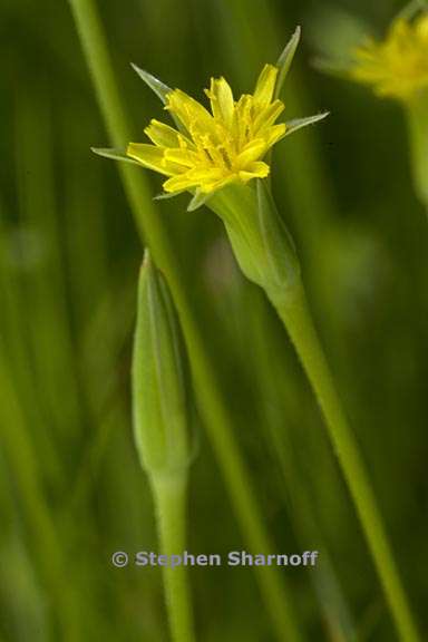 uropappus lindleyi 4 graphic